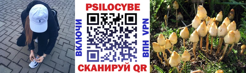 даркнет сайт Тайга Галлюциногенные грибы Psilocybe